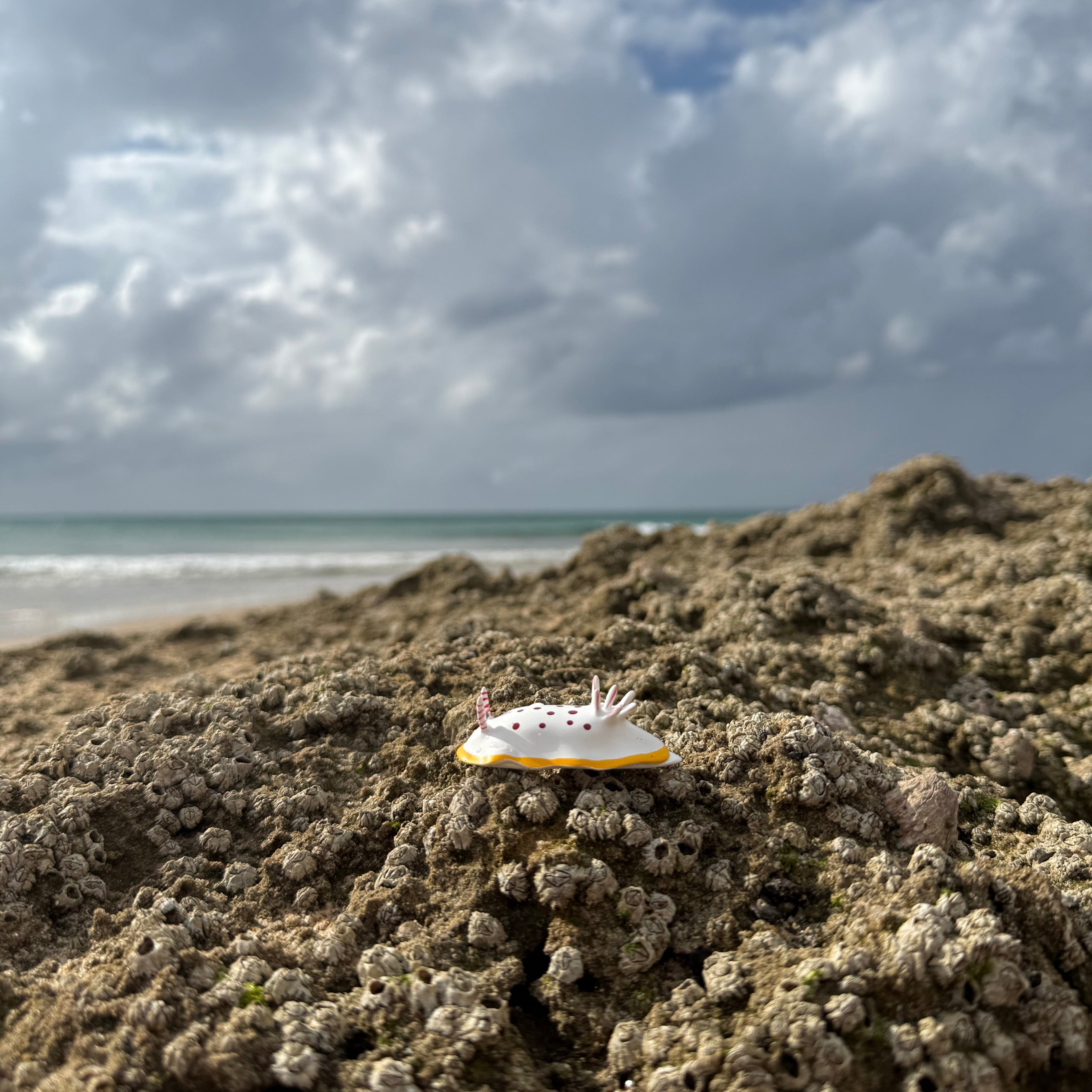 Splendid Defender on rocks in Mozambique